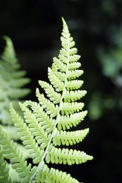 Bosque Conífero Con Plantas Heladas Hierba Verde —  Fotos de Stock