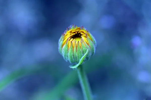 Macro Uma Flor — Fotografia de Stock