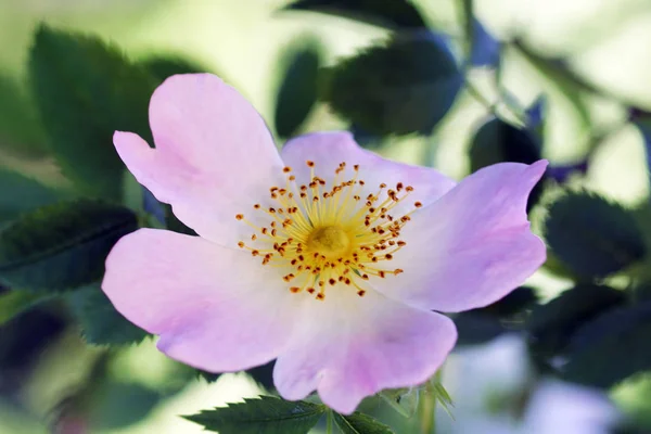 Flores Cor Rosa Jardim — Fotografia de Stock