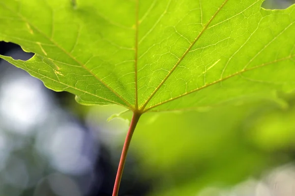 Зелений Лист Дереві — стокове фото