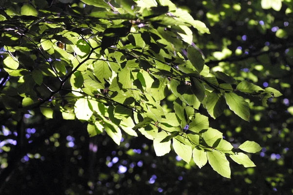 Bela Paisagem Floresta — Fotografia de Stock