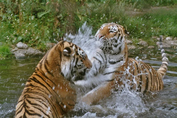 Αρπακτικό Αιλουροειδών Άγρια Τίγρη — Φωτογραφία Αρχείου