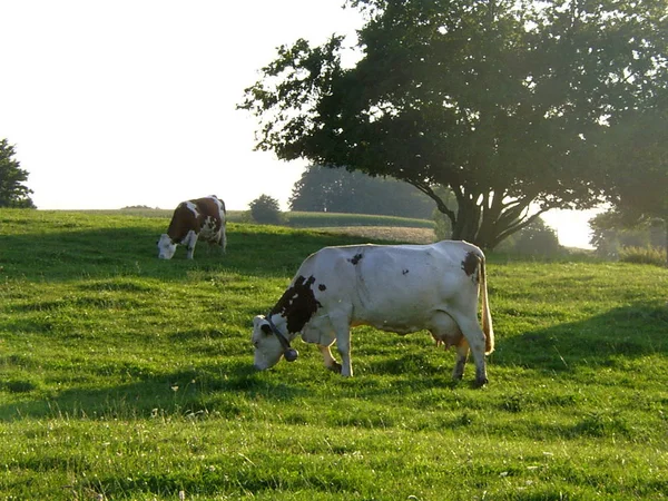 Pastoreo Vacas Con Cowbells —  Fotos de Stock