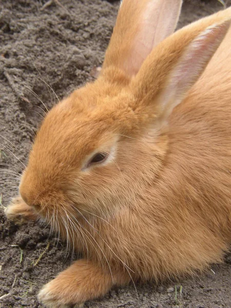 Ein Flauschiges Rotes Und Weißes Kaninchen — Stockfoto