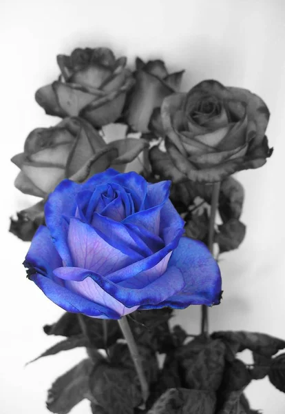 Blaue Rose Farbe — Stockfoto