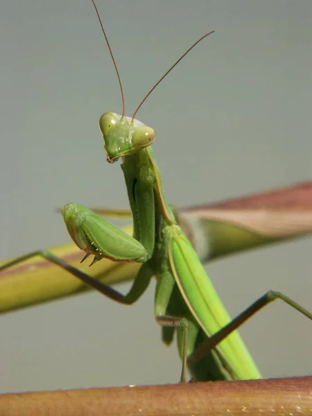 Gottesanbeterin Insektenkäfer — Stockfoto