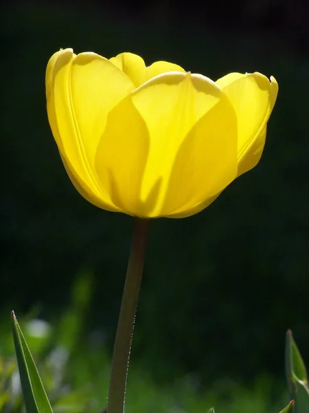 Vista Panorâmica Bela Flor Tulipa — Fotografia de Stock