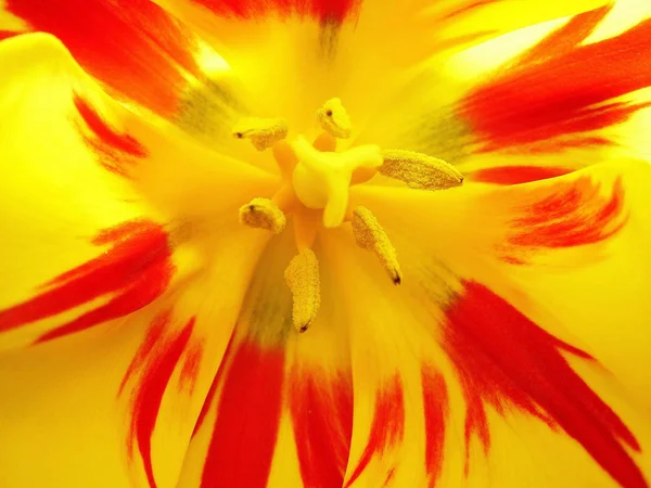 Festői Kilátás Gyönyörű Tulipán Virág — Stock Fotó