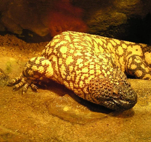 Salamander Djur Reptiler Ödla — Stockfoto