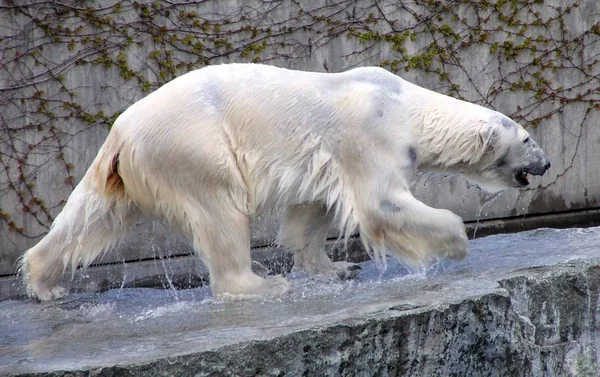 Oso Polar Nieve — Foto de Stock