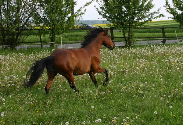 昼間は屋外の馬 — ストック写真