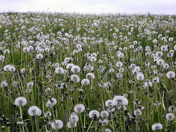 Vita Blommor Fältet — Stockfoto