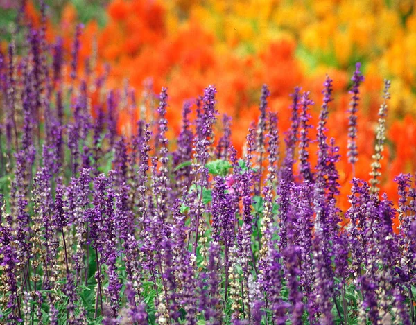 Krásné Květiny Poli — Stock fotografie