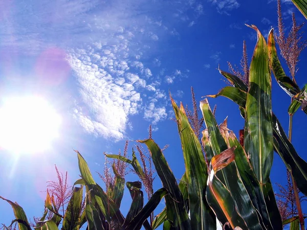 Corn Field Blue Summer Sky — Stock Photo, Image