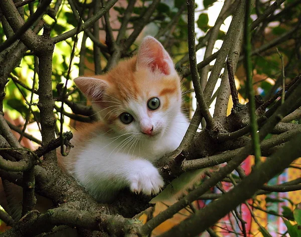 Котенок Дереве — стоковое фото