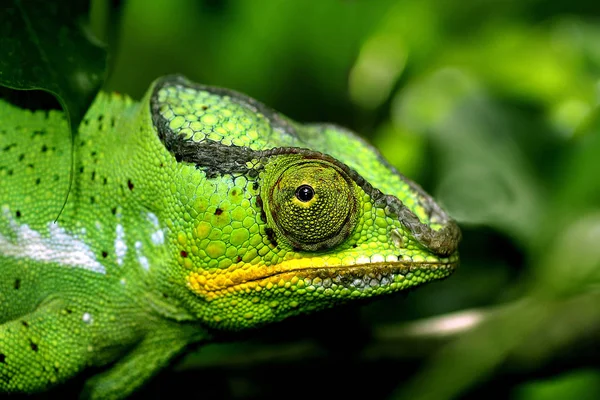 Guana Sürüngeni Vahşi Yaşam Hayvanı — Stok fotoğraf