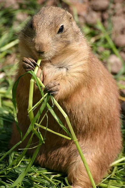 Una Linda Ardilla Hierba — Foto de Stock