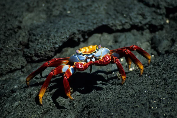 Colorido Galapagos Praia Caranguejo — Fotografia de Stock