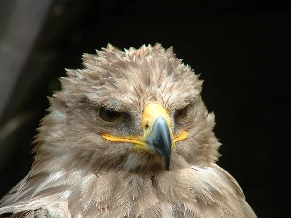 Malerischer Blick Auf Den Majestätischen Steinadler Wilder Natur — Stockfoto