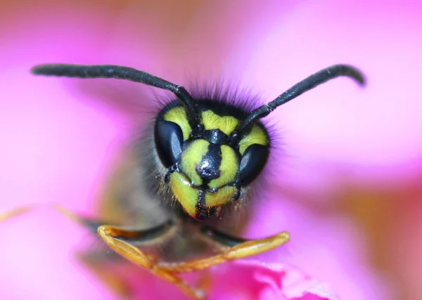 Vista Cerca Insectos Avispas Macro Disparo — Foto de Stock