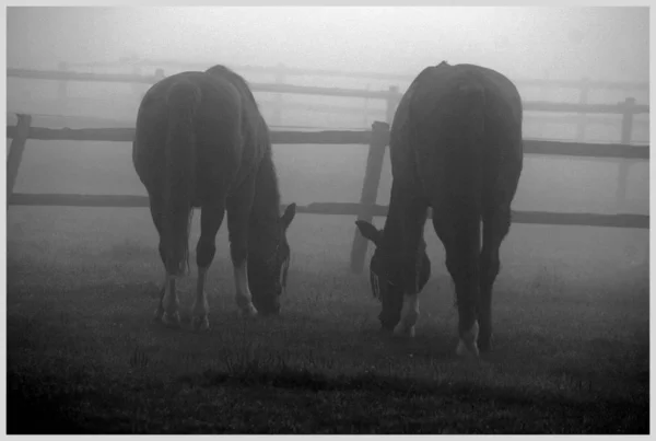Venku Koně Pastviny Zvířata — Stock fotografie
