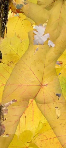 Prachtig Kleurrijk Herfstblad — Stockfoto