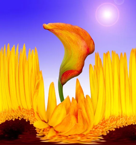 Квіти Ботанічна Флора Пелюстки — стокове фото