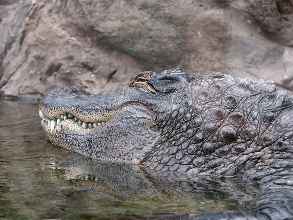 Krokodildjur Amfibiskt Rovdjur — Stockfoto