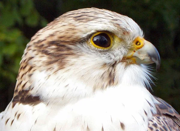 Falco Kirschteppich Merkmalen Erhältlich — Stockfoto