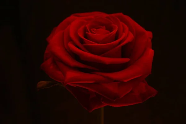 Валентинська Троянда 2004 Року — стокове фото
