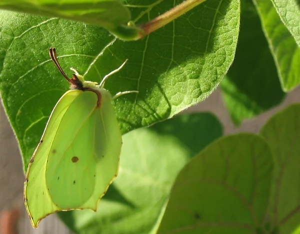 Gros Plan Papillon Dans Habitat Concept Sauvagerie — Photo