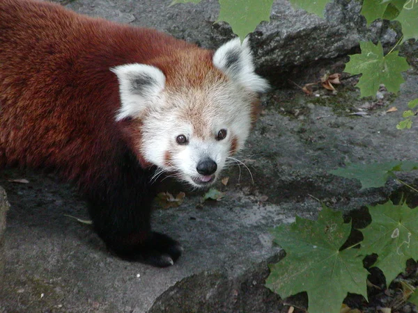 Piccolo Orso Panda Rosso — Foto Stock
