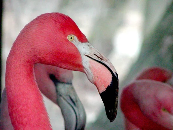 フラミンゴの自然鳥の背景 — ストック写真