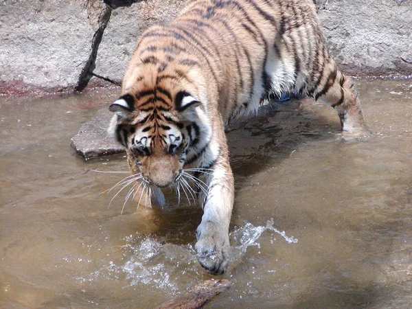 Tiger Striped Animal Feline Predator — Stock Photo, Image