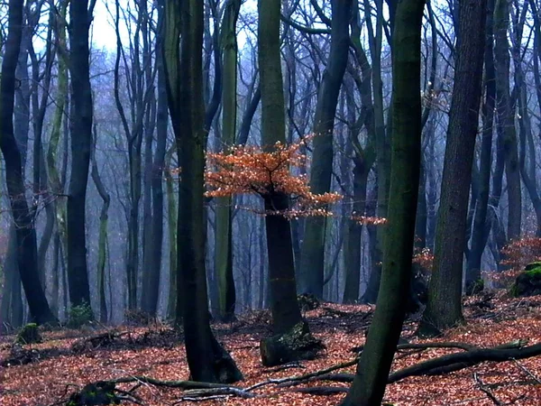 Прекрасне Осіннє Листя Лісі — стокове фото