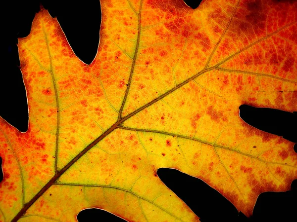 Schöne Bunte Herbstblätter — Stockfoto