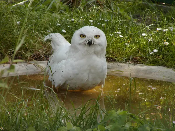 Snow Owl Bird White Bird Feathers — Stock Photo, Image