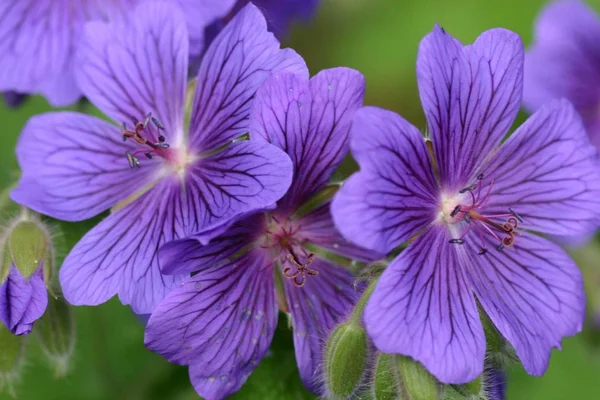 Just Blue Flower — Stock Photo, Image