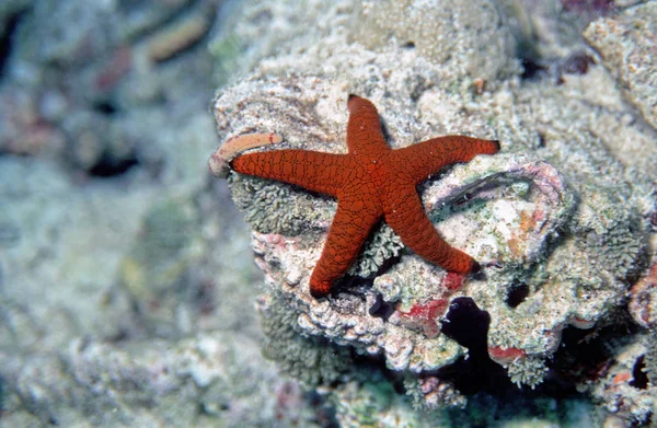 Marinheiro Estrelado Criatura Aquática — Fotografia de Stock