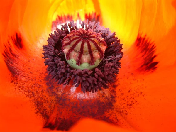 Vista Cerca Hermosas Flores Amapola Silvestre — Foto de Stock