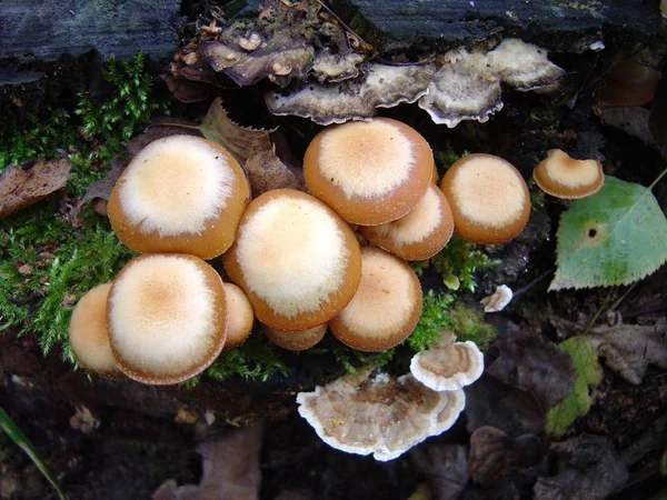 Szenische Ansicht Der Flora Wilden Wäldern — Stockfoto