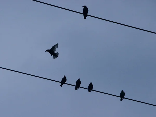 Vacker Utsikt Över Vacker Fågel Naturen — Stockfoto