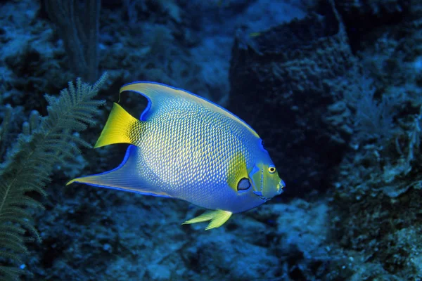 Szenischer Blick Auf Die Unterwasserwelt — Stockfoto