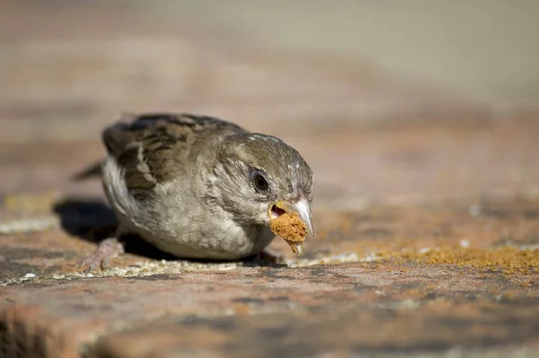 Ulm Sparrow Micul Dejun — Fotografie, imagine de stoc