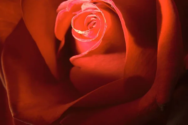 นาท บแสง องสว างด วยโคมไฟดอกไม านเล — ภาพถ่ายสต็อก