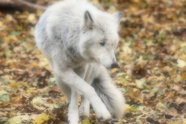 Zoo Schnbrunn Vienna — Foto Stock