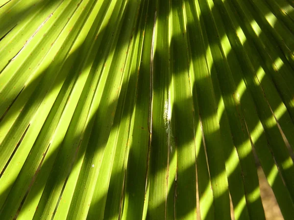 Verde Palma Tropical Fondo —  Fotos de Stock