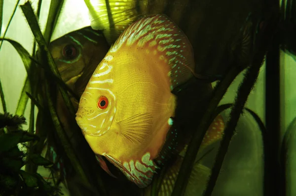 Fascinated Discus Also Quite Light Shine Almost Lighting — стоковое фото