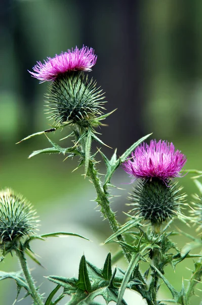 thistle wild field flowers, flora and nature