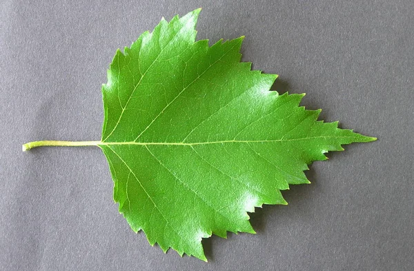 Ανοιχτό Πράσινο Φύλλο Σημύδας Στην Κορυφή Της Άνοιξης Μακροεντολή — Φωτογραφία Αρχείου